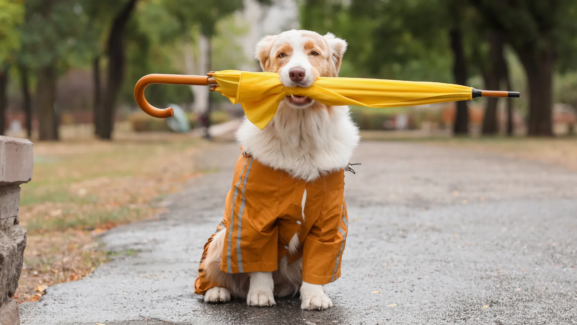 Australian Shepherd coat blowout showing massive undercoat shedding in spring