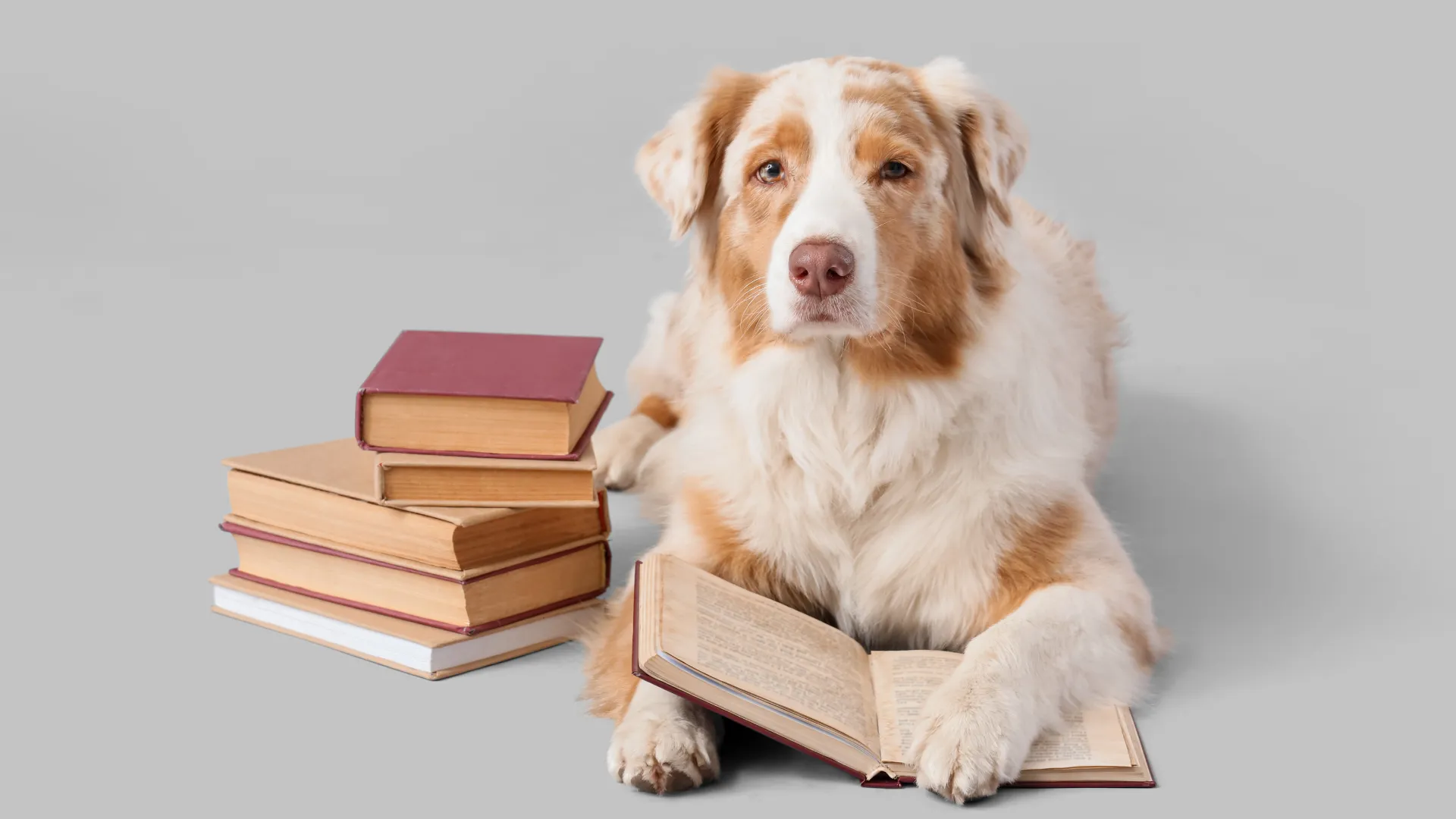 Australian Shepherd double coat produces dander and is not hypoallergenic