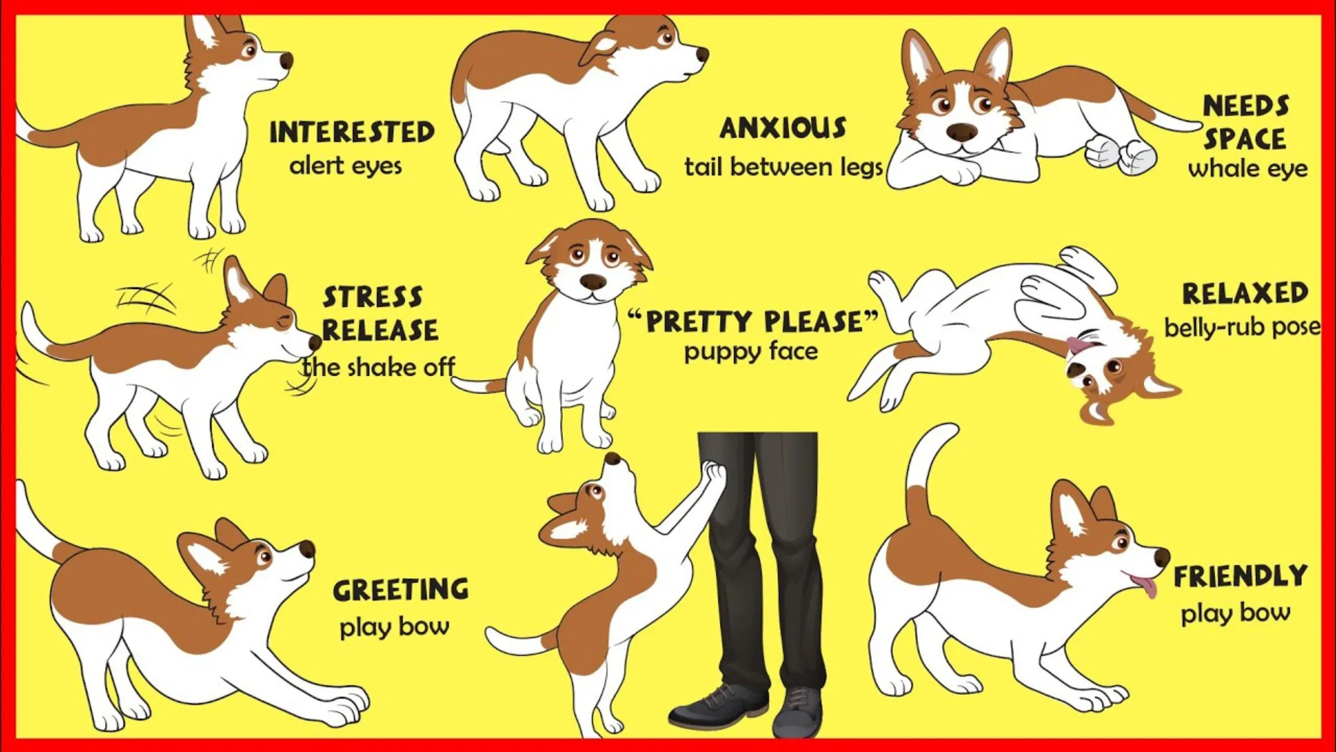 Australian Shepherd fearful body language signs including tucked tail and pinned ears