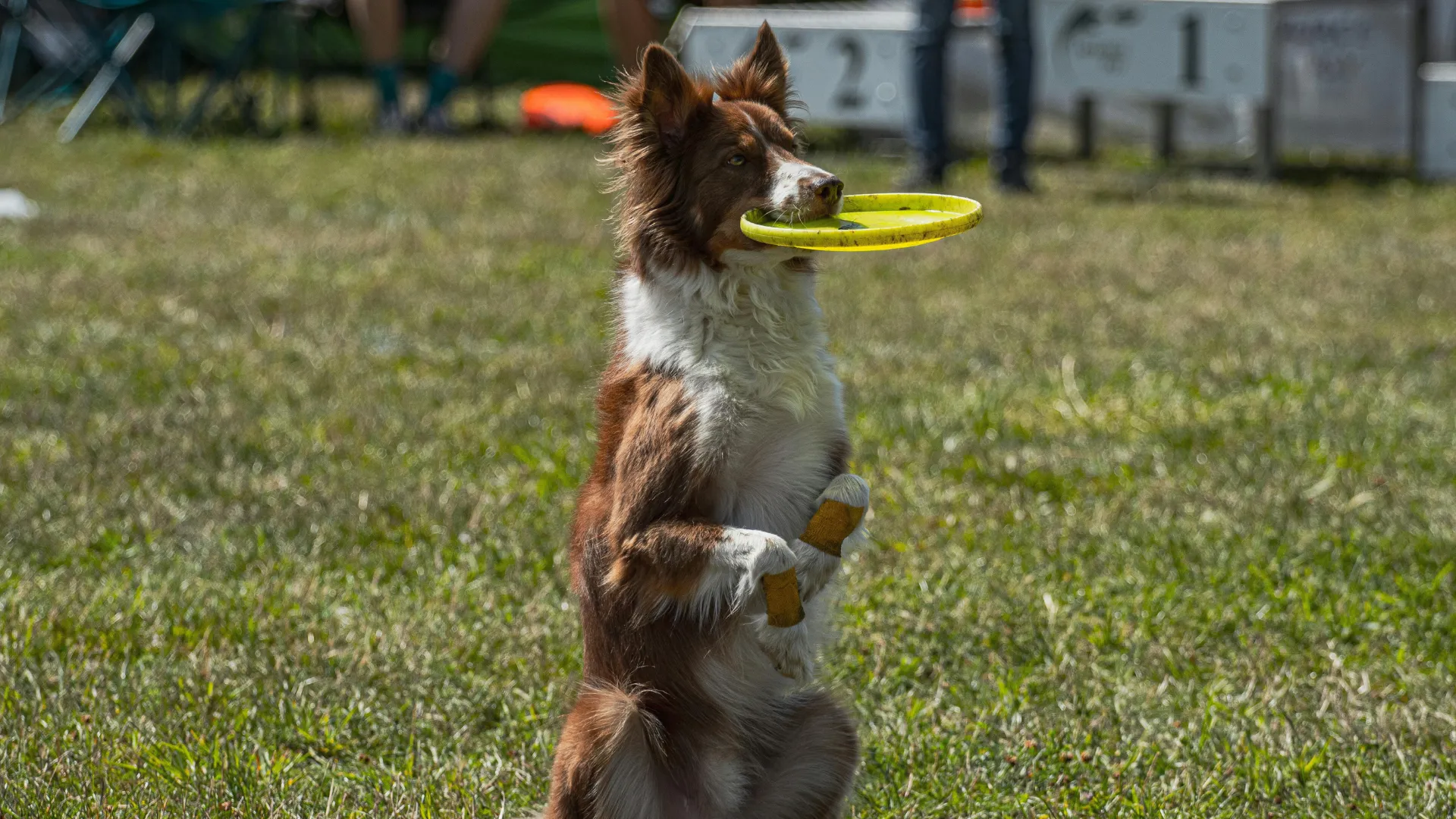 Australian Shepherd learning tricks during training session