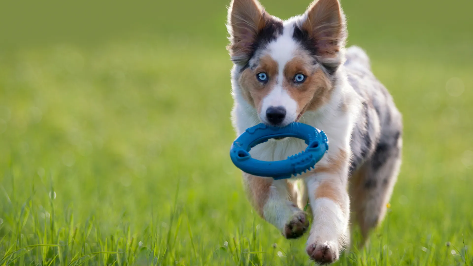 Australian Shepherd playing fetch showing high energy needs