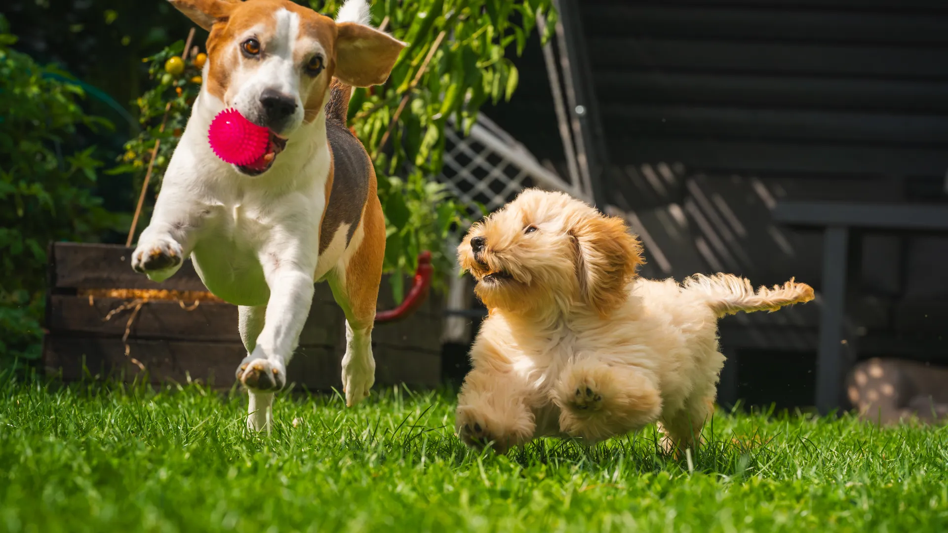 Australian Shepherd running and playing fetch showing high energy levels