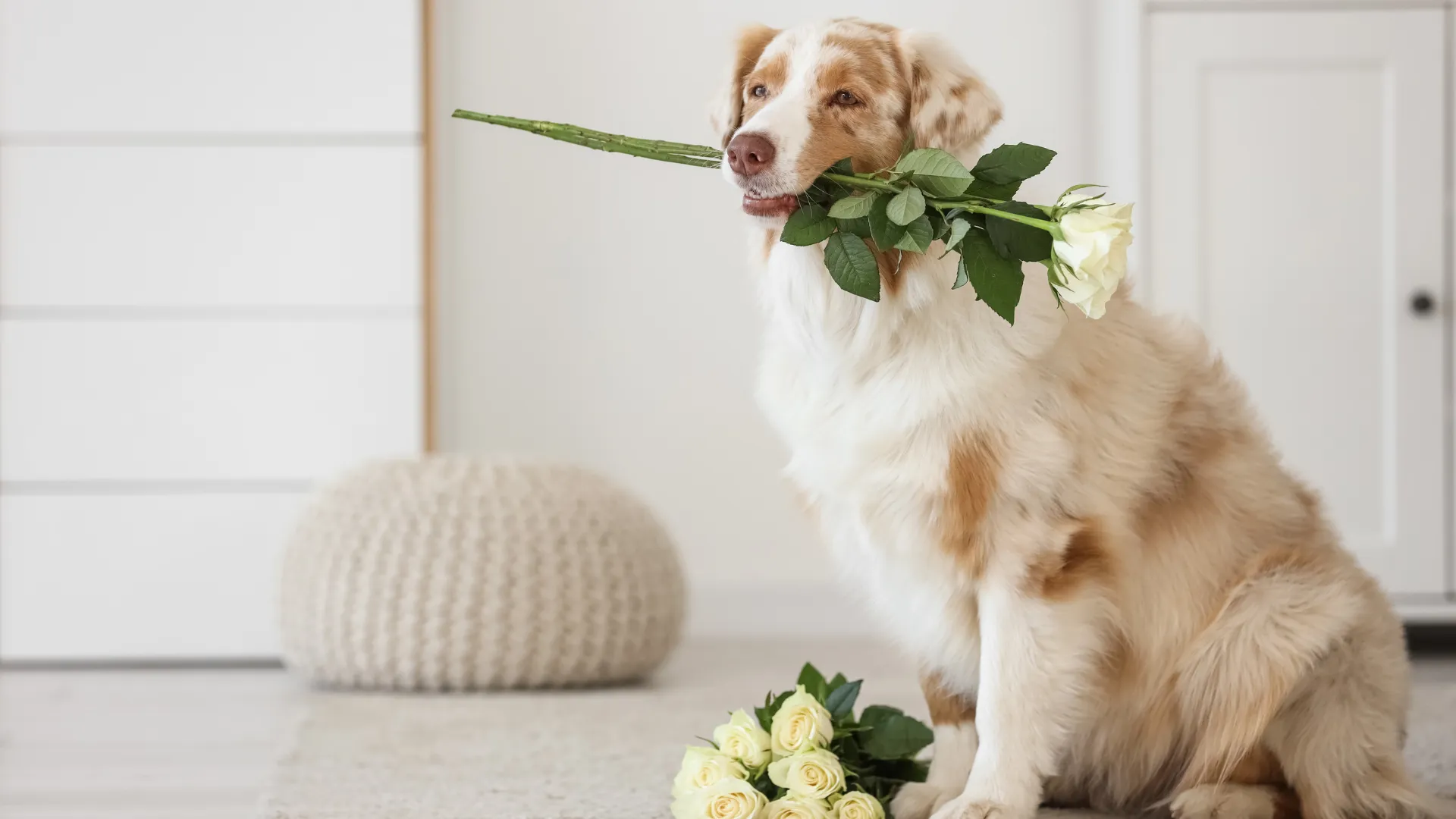 Australian Shepherd scent work game finding hidden treats at home_ What to Show