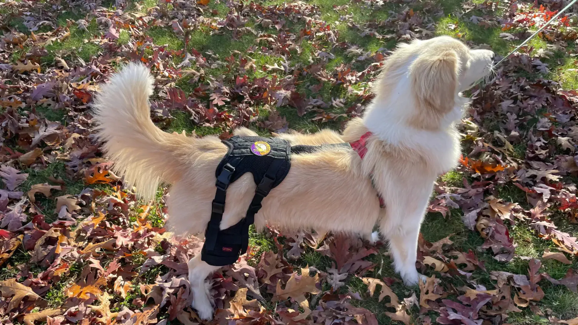 Australian Shepherd showing muscle atrophy in thighs due to hip dysplasia