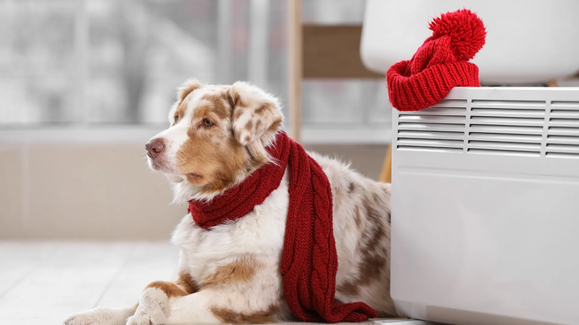 Australian Shepherd working on puzzle toy mental stimulation job at home