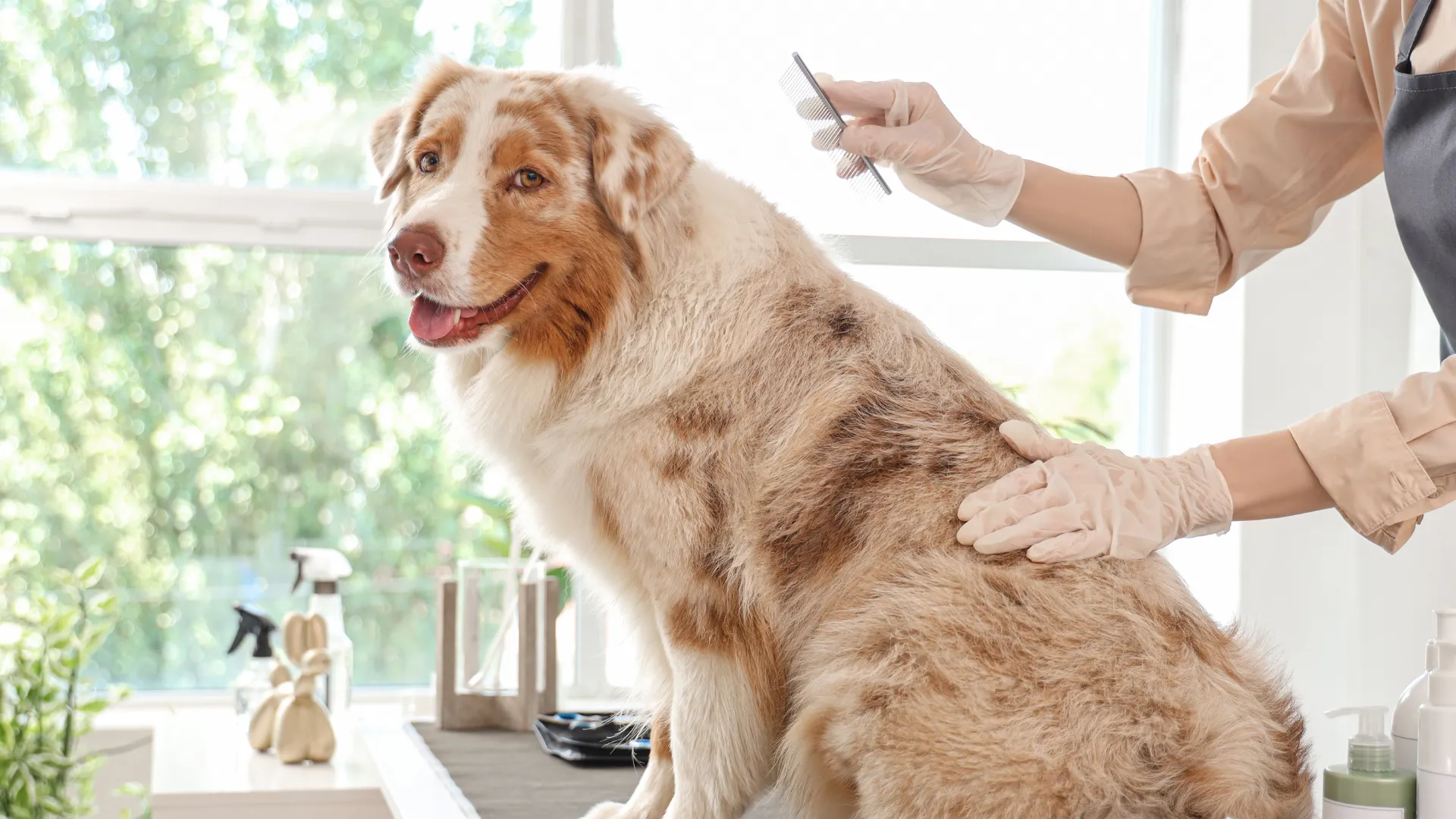 Best grooming tools for Australian Shepherds_ undercoat rake, slicker brush, and pin brush