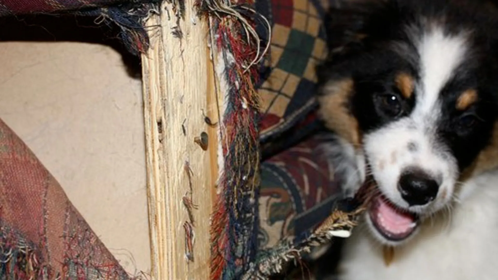 Bored Australian Shepherd destructive chewing behavior on furniture