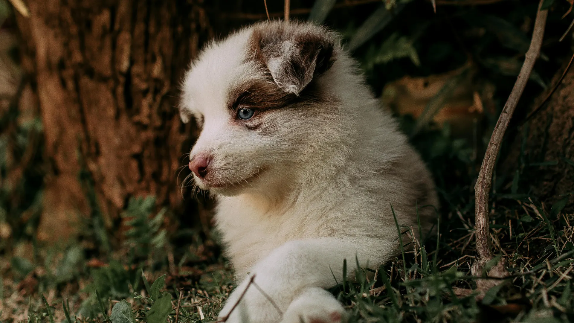 Comparing low-shedding hypoallergenic dogs to Australian Shepherd shedding