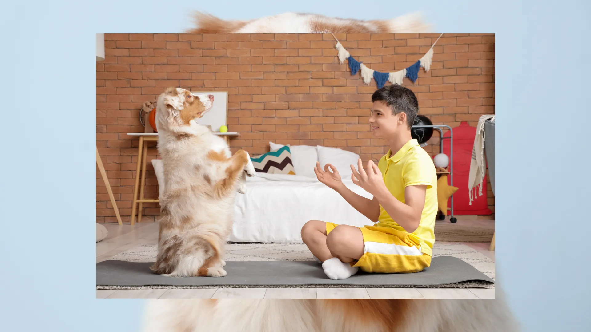 Daily mental stimulation job schedule for Australian Shepherds