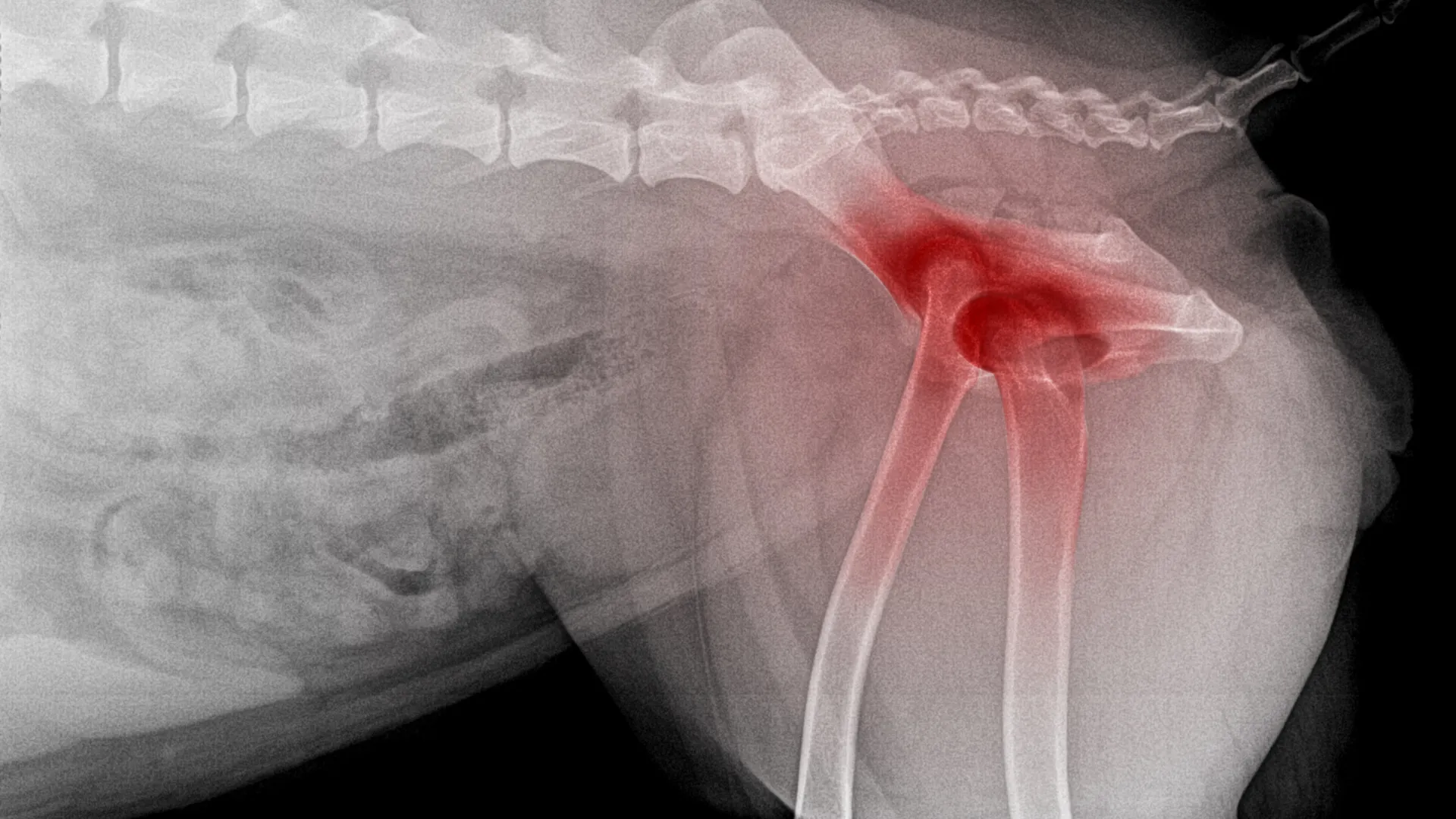 Dog hip anatomy diagram showing normal hip versus hip dysplasia joint laxity
