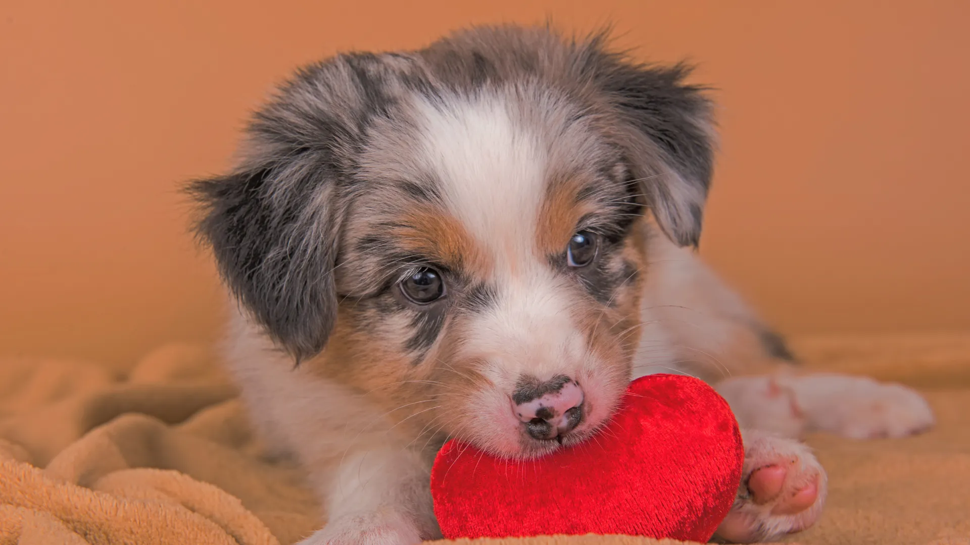Four Australian Shepherd coat colours: blue merle, red merle, black, and red