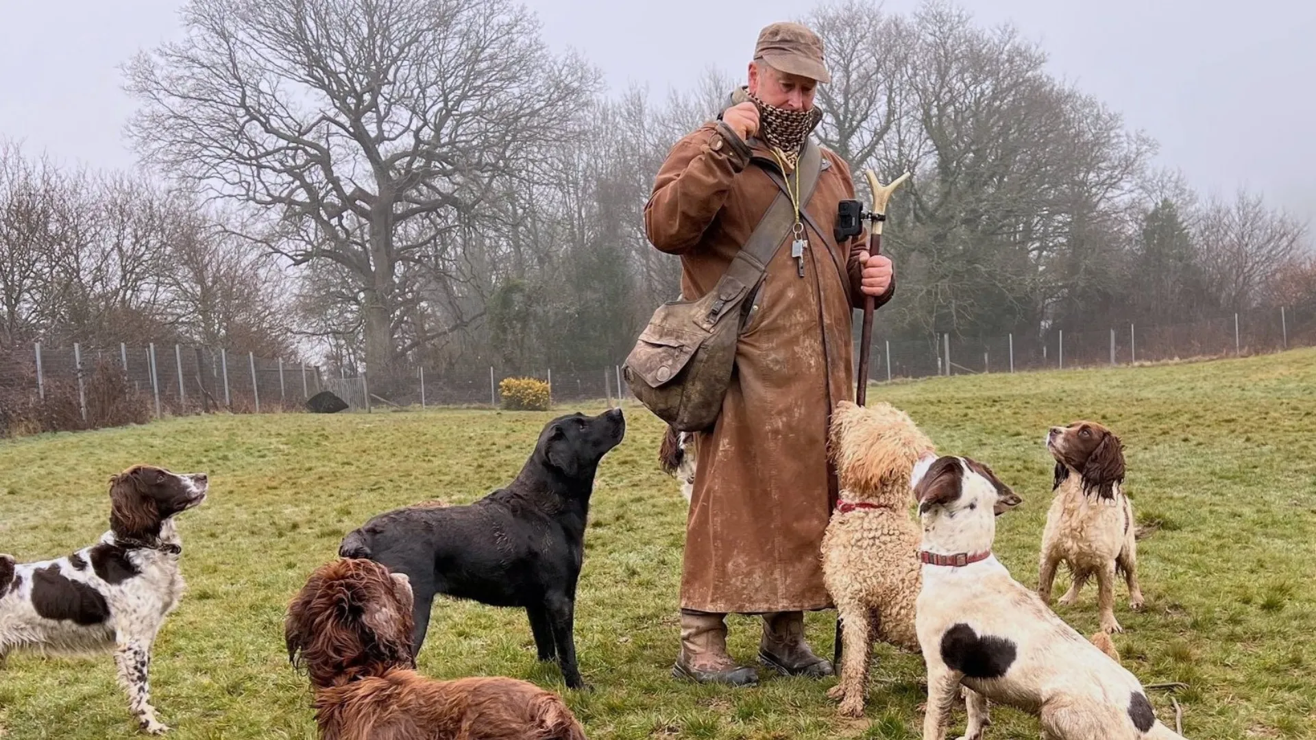 High-value dog treats for counter-conditioning training including chicken and cheese