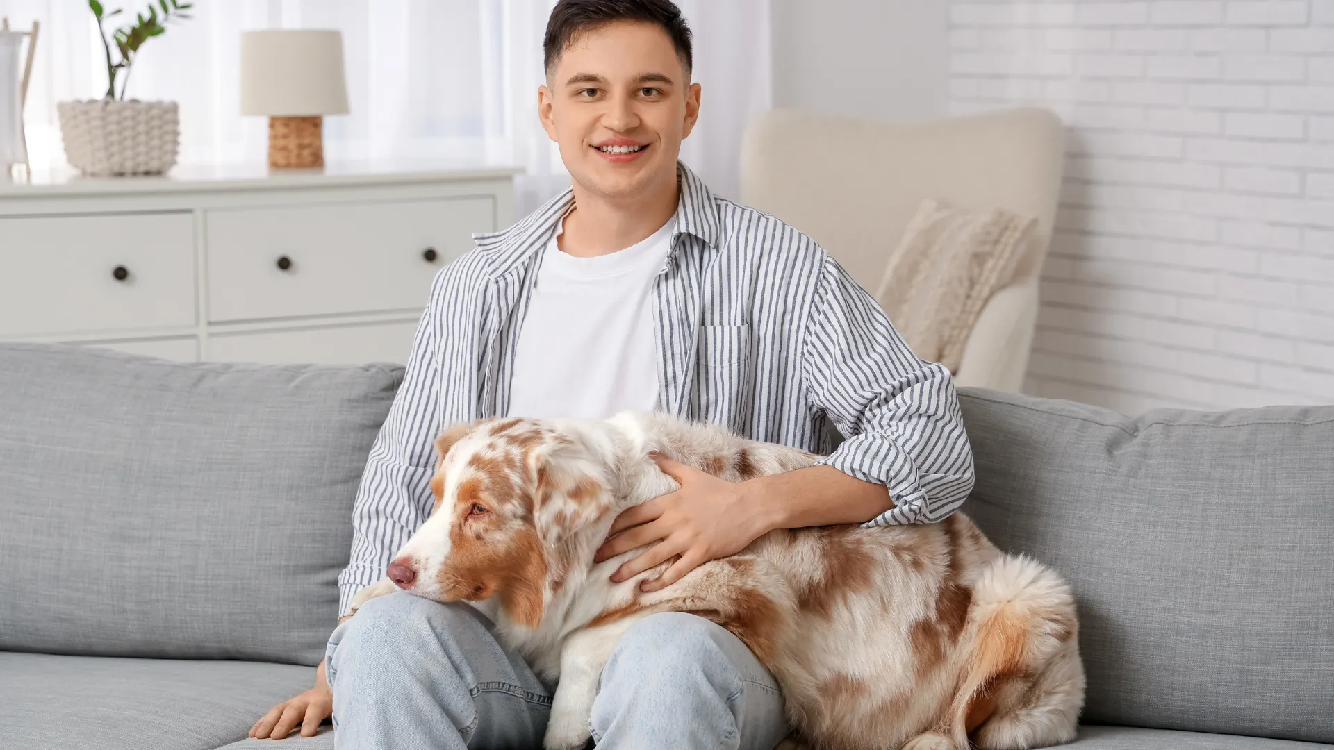 Home allergy defense strategies for living with Australian Shepherds