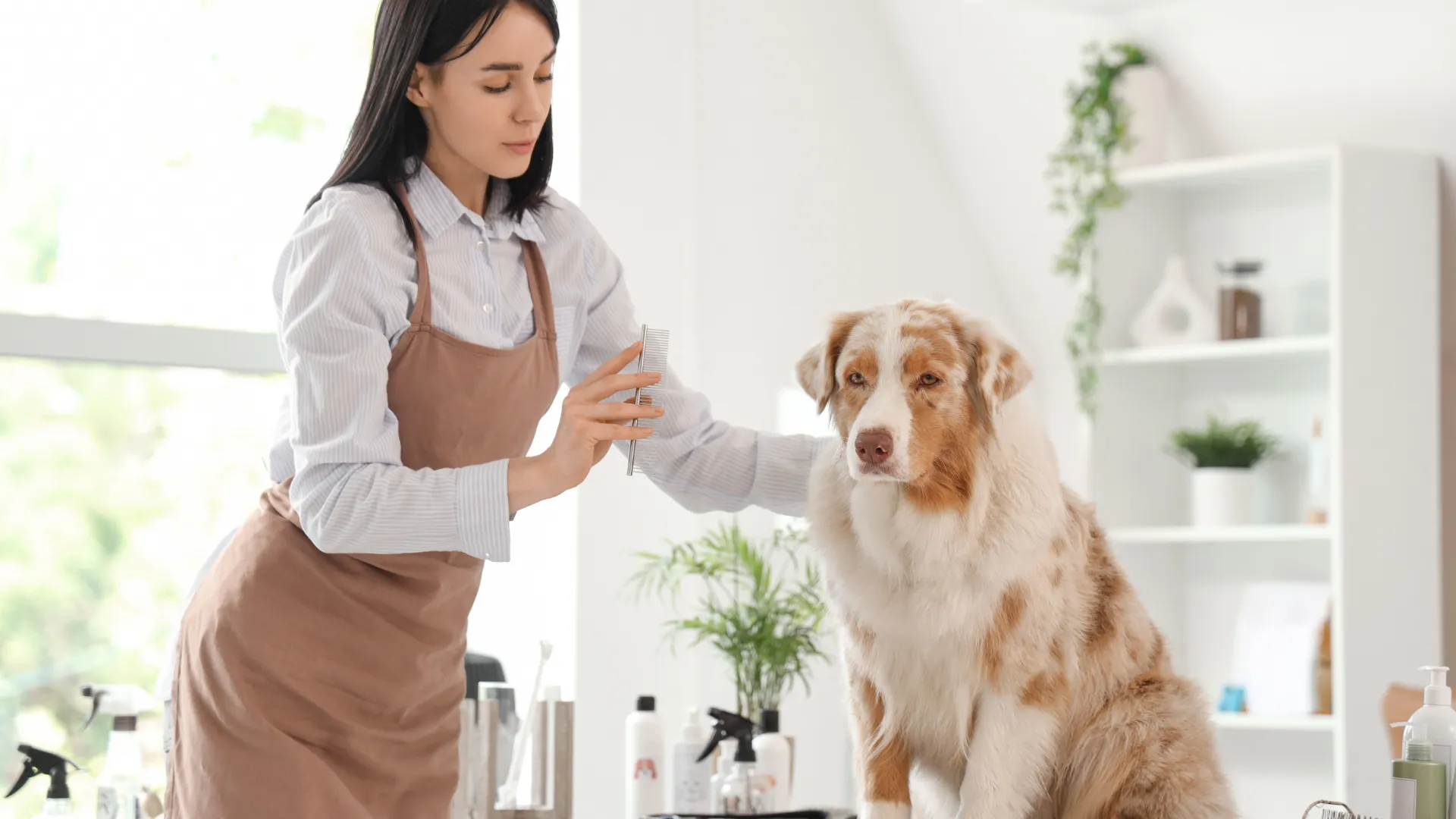 How to brush Australian Shepherd double coat_ three-step grooming process