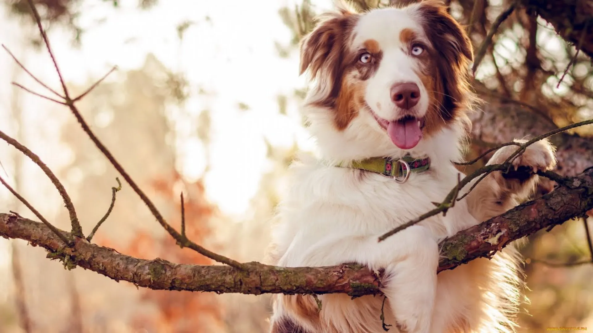 Rescue Australian Shepherd learning socialization training with positive reinforcement