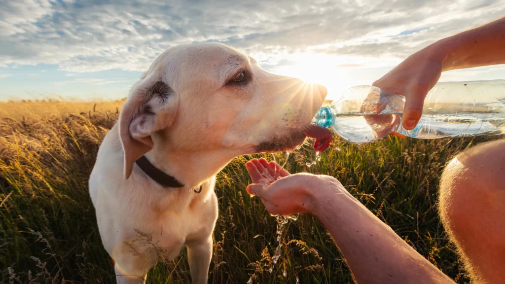 Dog playing outside in hot weather, drinking more water to stay hydrated.