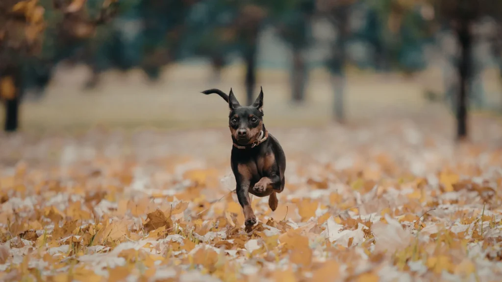 Dog Years to Human Years
