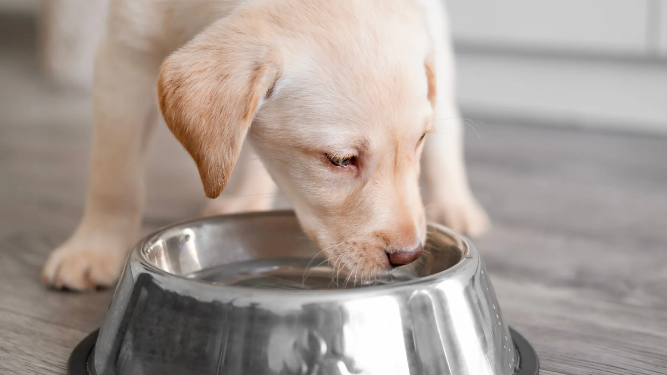 Dog wearing a medical collar, recovering from kidney disease or another health issue causing excessive water intake.