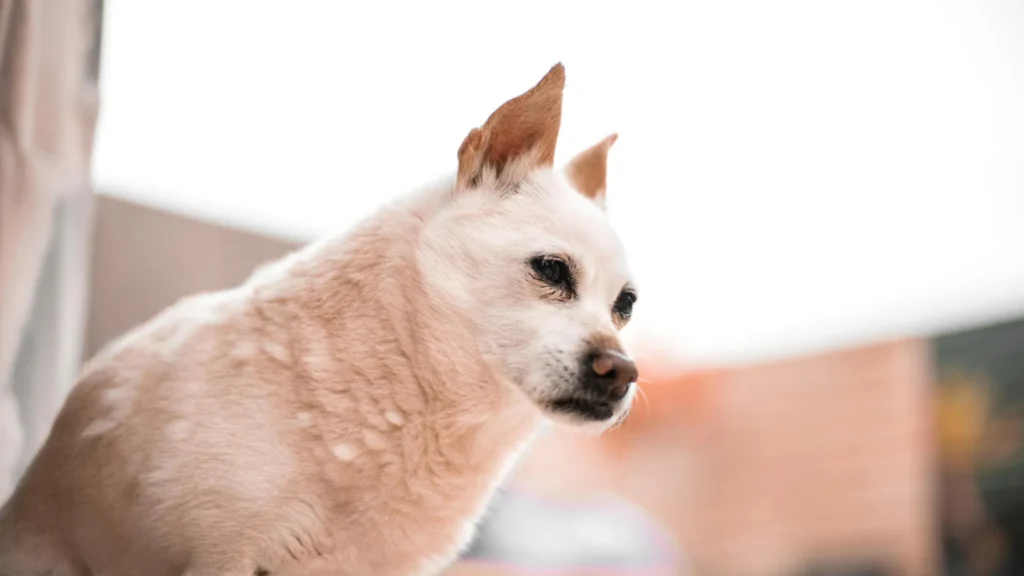 Veterinarian conducting a blood test on a dog to diagnose causes of excessive thirst.