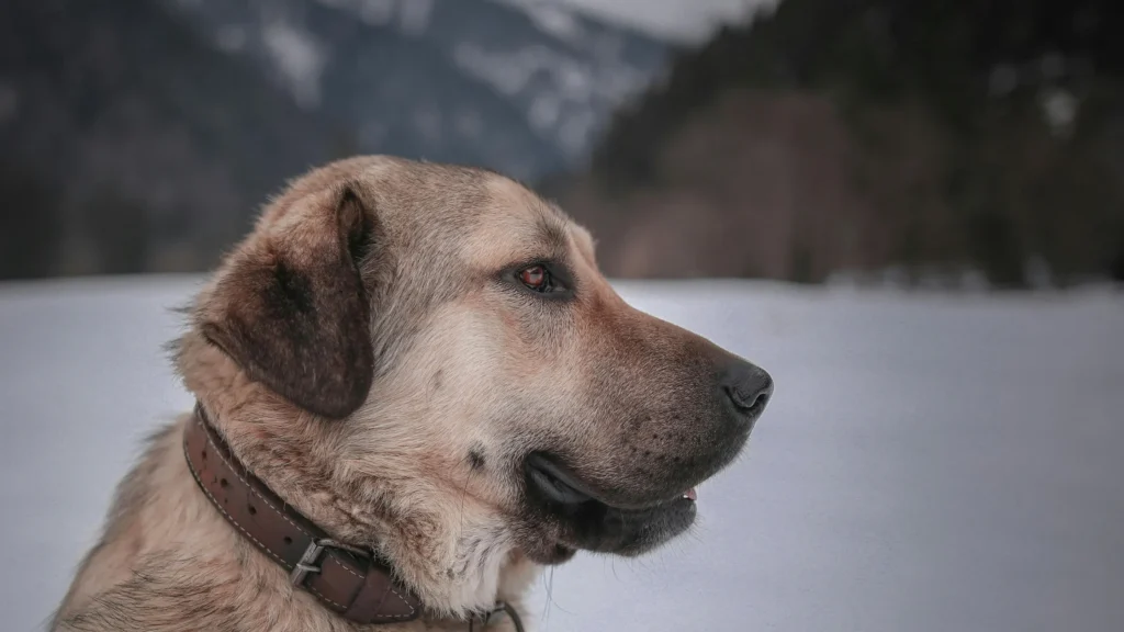 5 Years in Dog Years