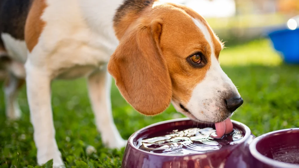 Dog drinking a lot of water from a bowl, showing excessive thirst