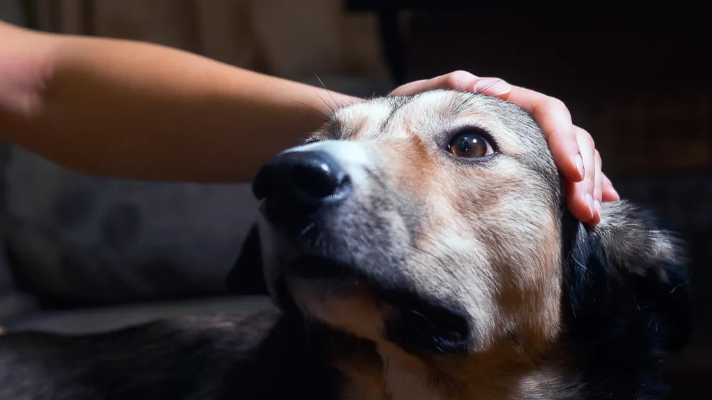 5 Years in Dog Years