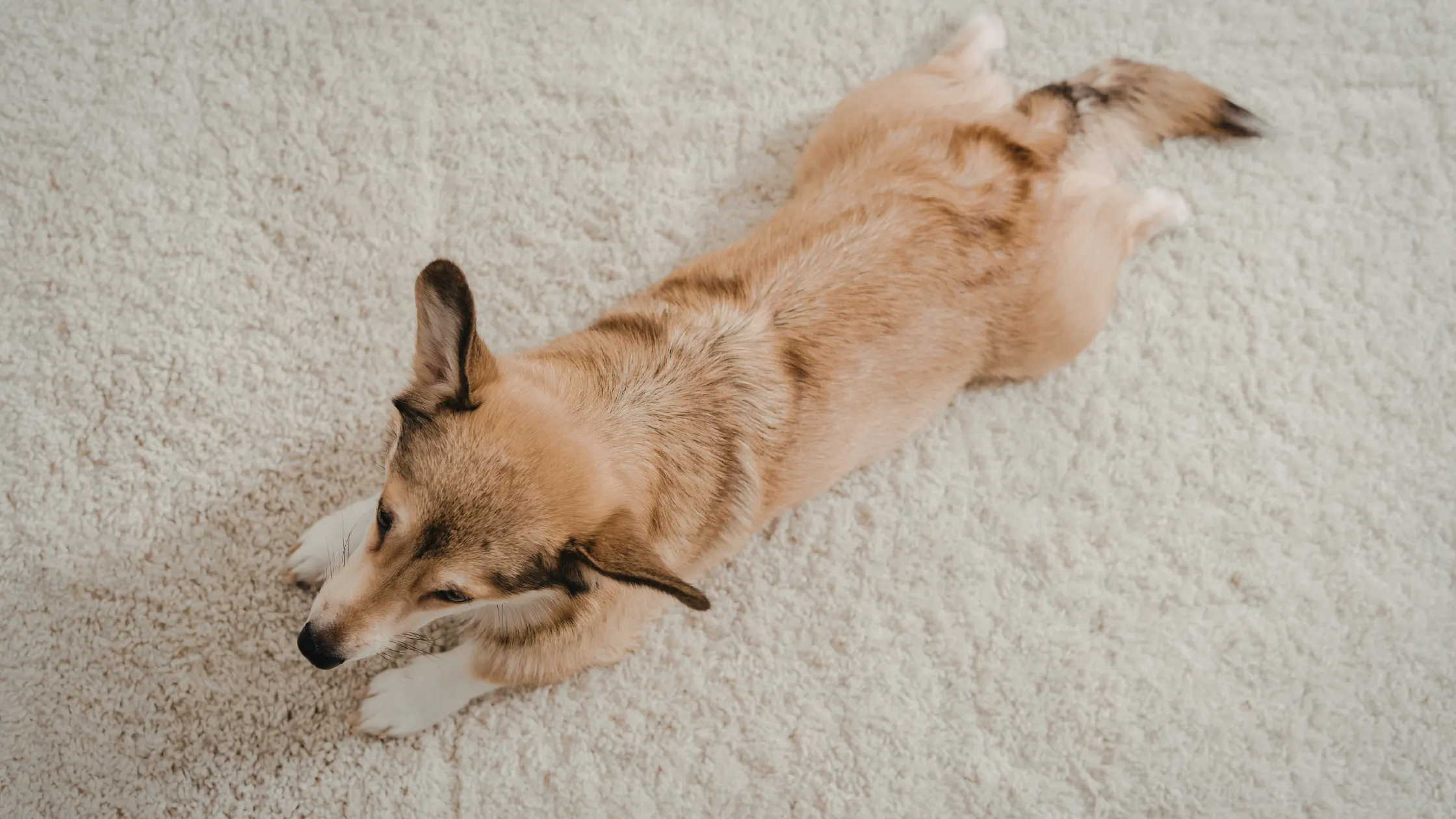 Healthy dog diet with balanced nutrition including fresh meat vegetables and grains for active dogs