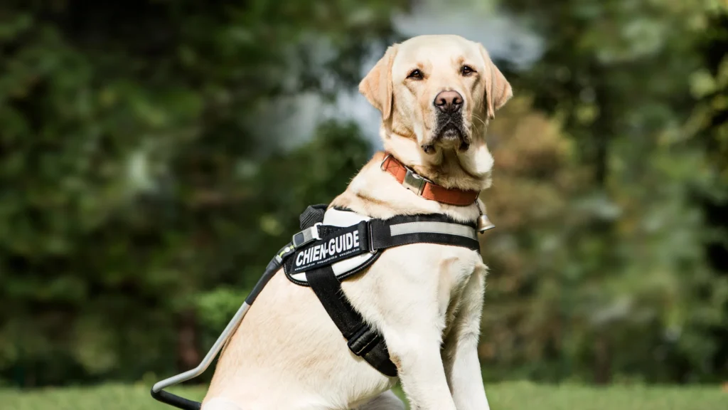 6 years in dog years small dog age example with adult pet sitting calmly