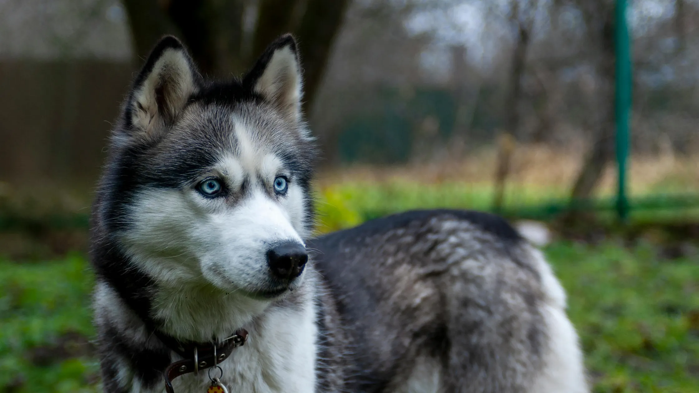 6 years in dog years comparison chart showing small medium and large dog age in human years