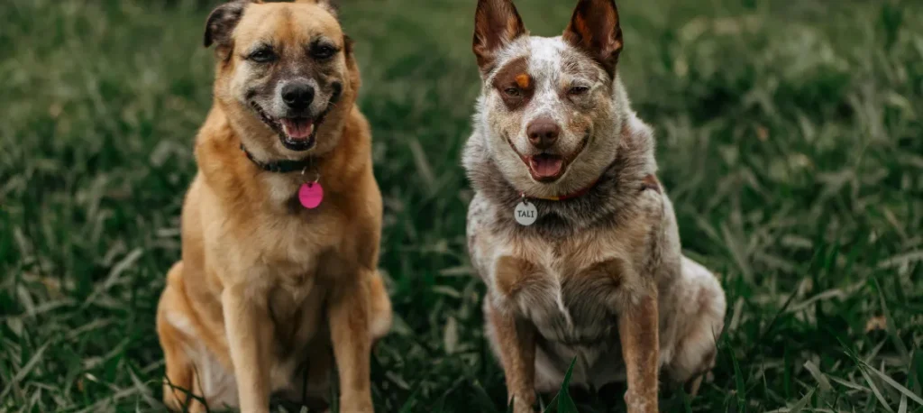 Veterinarian checking a medium sized dog