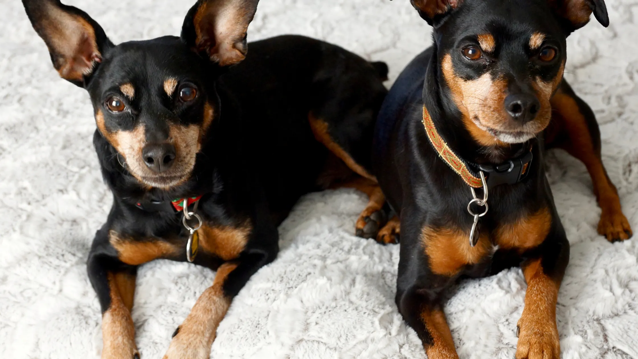 Dog cough symptoms showing a small dog coughing indoors