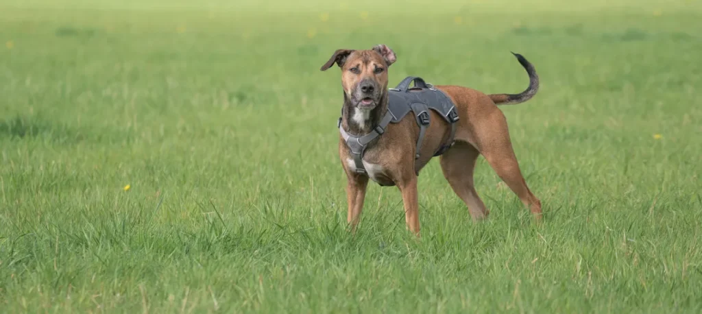 Adult dog running in a park