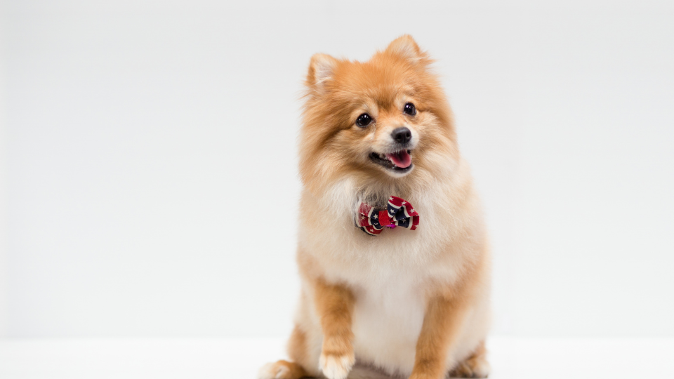 usa dog german shepherd strong guard dog