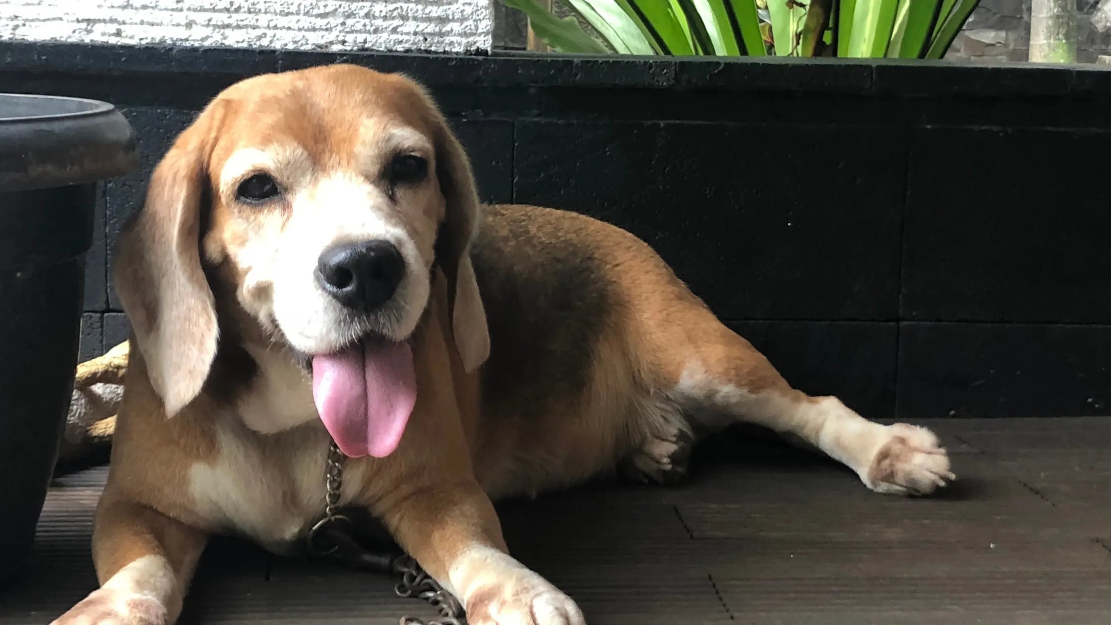 7 year old dog sitting on grass showing middle age stage in human years