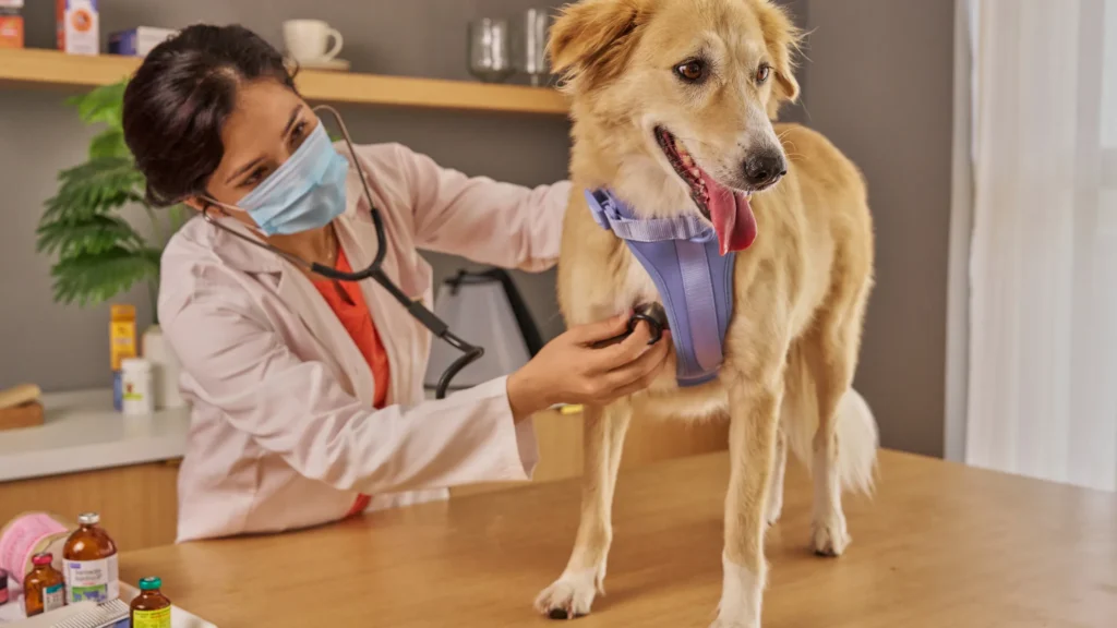 Owner caring for dog cough at home with rest and water